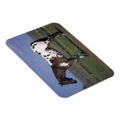 Appaloosa Horse Standing Magneet (Rechterzijde)