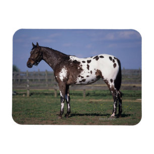 Appaloosa Horse Standing Magneet