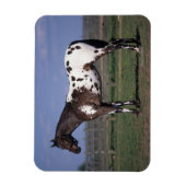 Appaloosa Horse Standing Magneet (Verticaal)