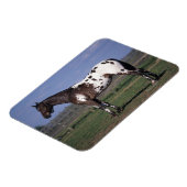 Appaloosa Horse Standing Magneet (Linkerzijde)