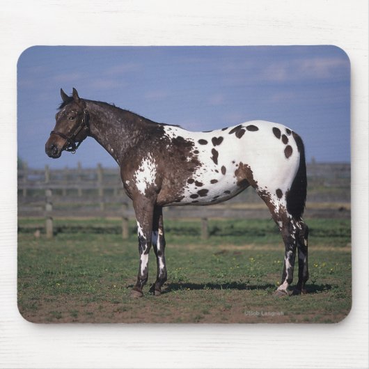 Appaloosa Horse Standing Muismat (Voorkant)