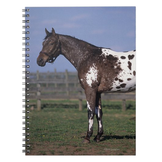 Appaloosa Horse Standing Notitieboek (Voorkant)