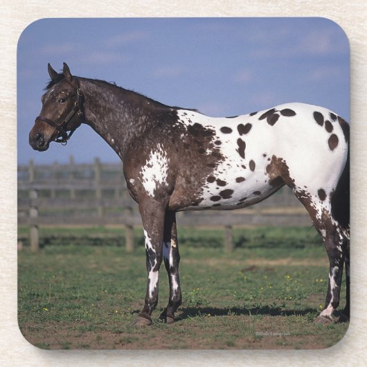 Appaloosa Horse Standing Onderzetter (Voorkant)