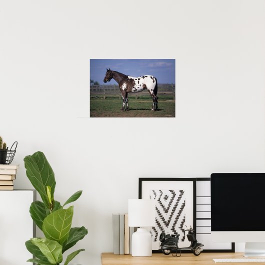 Appaloosa Horse Standing Poster (Thuiskantoor)