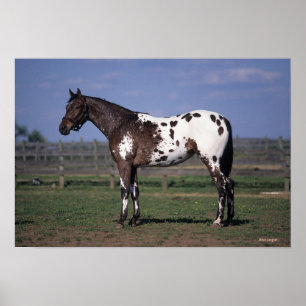 Appaloosa Horse Standing Poster