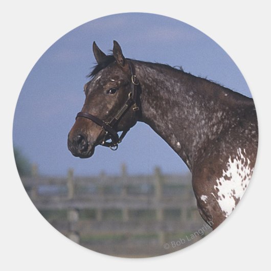 Appaloosa Horse Standing Ronde Sticker (Voorkant)
