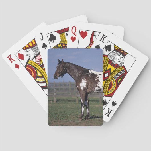 Appaloosa Horse Standing Speelkaarten (Achterkant)