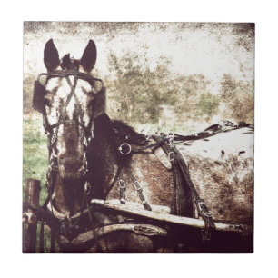 Appaloosa Horse Tegeltje