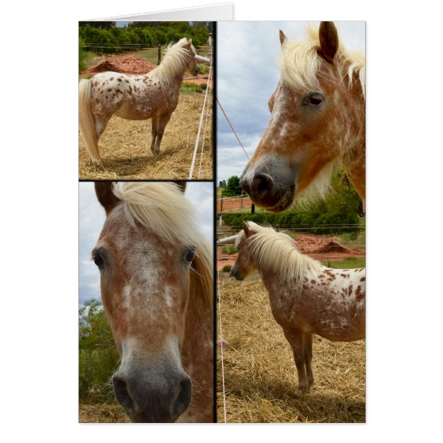 Appaloosa Horses Foto Collage Greeting (Voorkant)