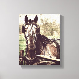 Appaloosa in harnas canvas afdruk