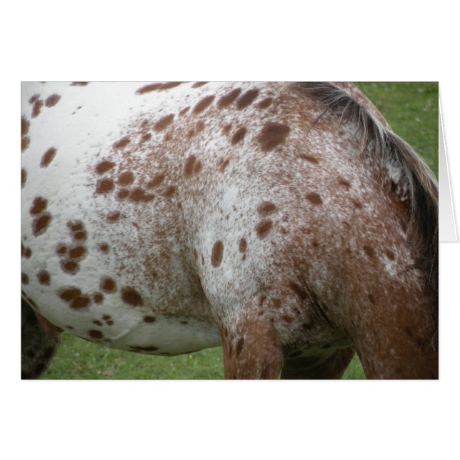 Appaloosa-Kaart (Voorkant Horizontaal)