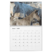 Appaloosa Kalender (Mar 2027)