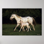 Appaloosa Mare And Foal in Field Poster (Voorkant)
