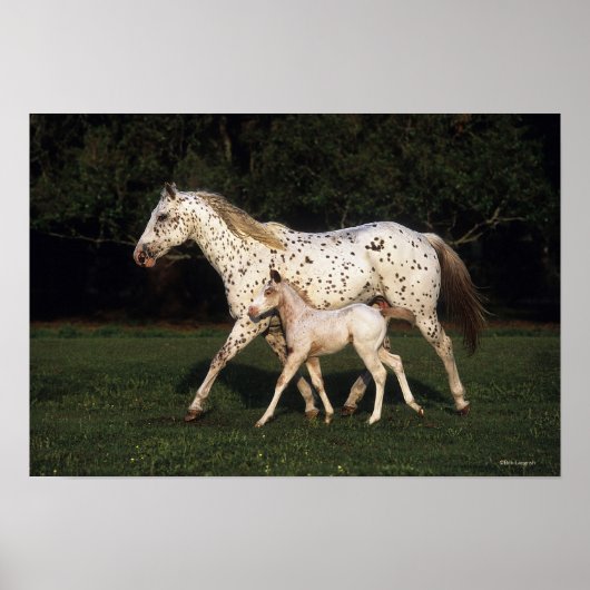 Appaloosa Mare And Foal in Field Poster (Voorkant)