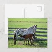Appaloosa Mare en Colt Horse Briefkaart (Voorkant / Achterkant)