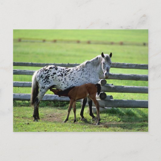 Appaloosa Mare en Colt Horse Briefkaart (Voorkant)