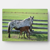 Appaloosa Mare en Colt Horse Fotoplaat (voorkant)