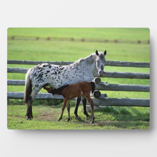 Appaloosa Mare en Colt Horse Fotoplaat (voorkant)