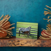 Appaloosa Mare en Colt Horse Fotoplaat (Zijkant)