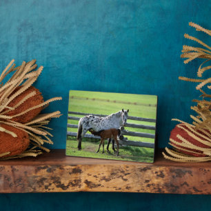 Appaloosa Mare en Colt Horse Fotoplaat