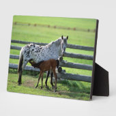 Appaloosa Mare en Colt Horse Fotoplaat (Zijkant)