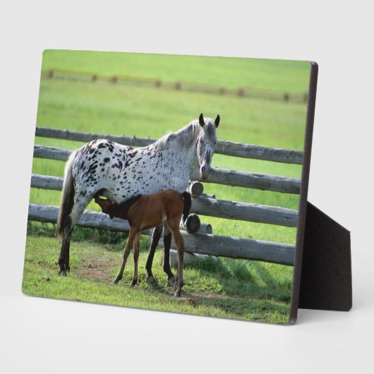 Appaloosa Mare en Colt Horse Fotoplaat (Zijkant)
