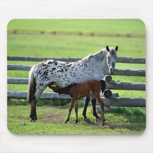 Appaloosa Mare en Colt Horse Muismat (Voorkant)