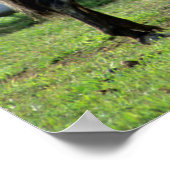 Appaloosa Mare en Colt Horse Poster (Hoek)