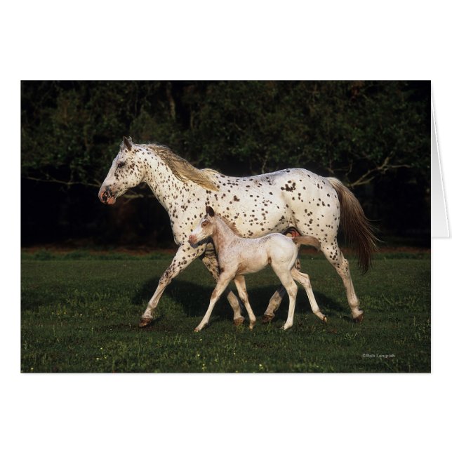 Appaloosa Mare en Foal in het veld (Voorkant Horizontaal)