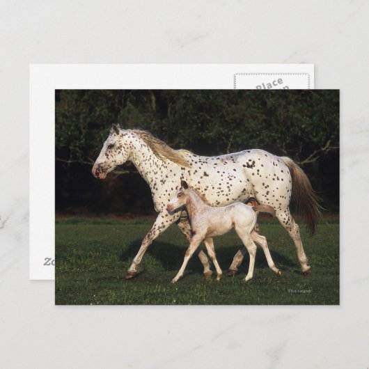Appaloosa Mare en Foal in het veld Briefkaart (Voorkant / Achterkant)