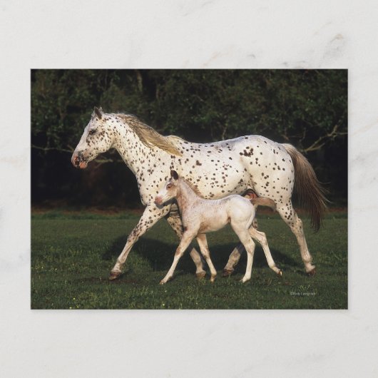 Appaloosa Mare en Foal in het veld Briefkaart (Voorkant)