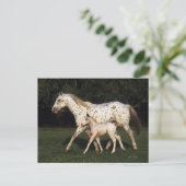 Appaloosa Mare en Foal in het veld Briefkaart (Staand voorkant)