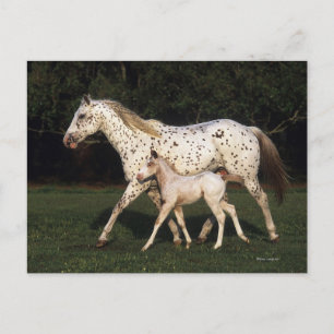 Appaloosa Mare en Foal in het veld Briefkaart