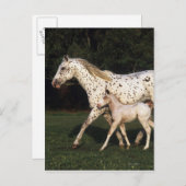 Appaloosa Mare en Foal in het veld Briefkaart (Voorkant / Achterkant)