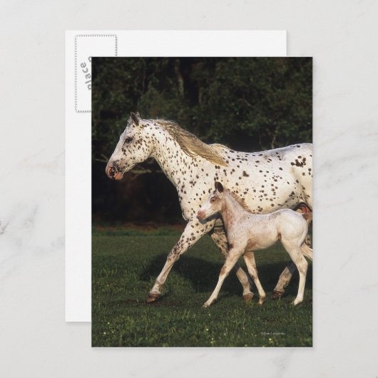 Appaloosa Mare en Foal in het veld Briefkaart (Voorkant / Achterkant)