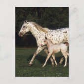 Appaloosa Mare en Foal in het veld Briefkaart (Voorkant)