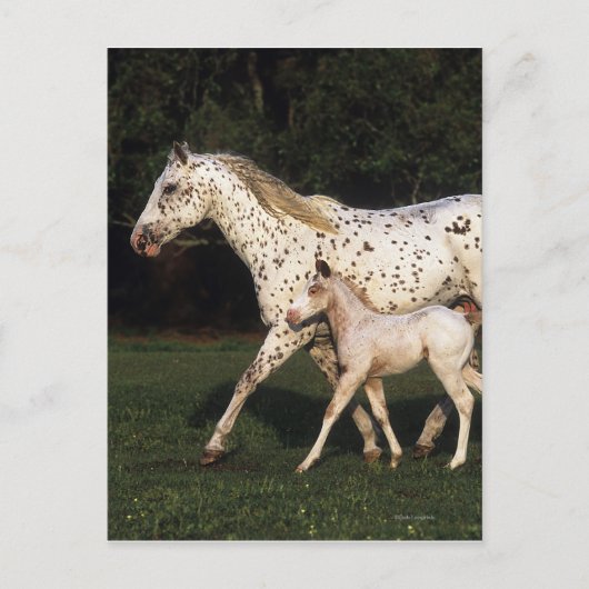 Appaloosa Mare en Foal in het veld Briefkaart (Voorkant)