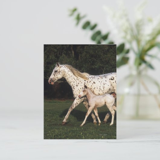 Appaloosa Mare en Foal in het veld Briefkaart (Staand voorkant)