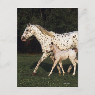 Appaloosa Mare en Foal in het veld Briefkaart