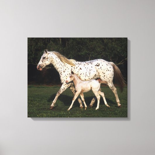 Appaloosa Mare en Foal in het veld Canvas Afdruk (Voorkant)