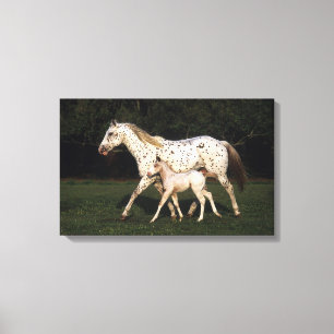 Appaloosa Mare en Foal in het veld Canvas Afdruk