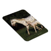Appaloosa Mare en Foal in het veld Magneet (Rechterzijde)