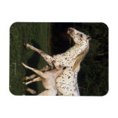 Appaloosa Mare en Foal in het veld Magneet (Horizontaal)