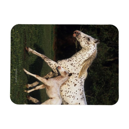 Appaloosa Mare en Foal in het veld Magneet (Horizontaal)