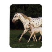 Appaloosa Mare en Foal in het veld Magneet (Verticaal)