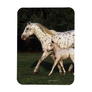 Appaloosa Mare en Foal in het veld Magneet