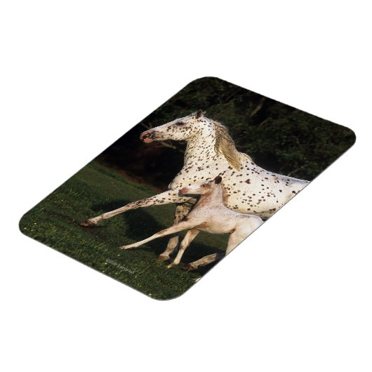 Appaloosa Mare en Foal in het veld Magneet (Linkerzijde)