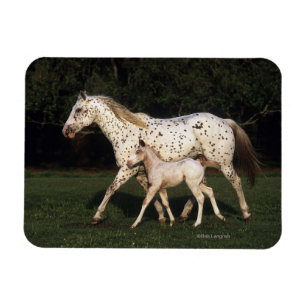 Appaloosa Mare en Foal in het veld Magneet