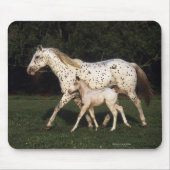 Appaloosa Mare en Foal in het veld Muismat (Voorkant)