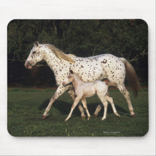 Appaloosa Mare en Foal in het veld Muismat